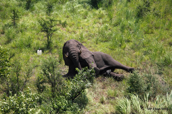 Adult male elephant waking up after immobilization and collaring, Republic of South Sudan.: Photograph © Paul Elkan WCS